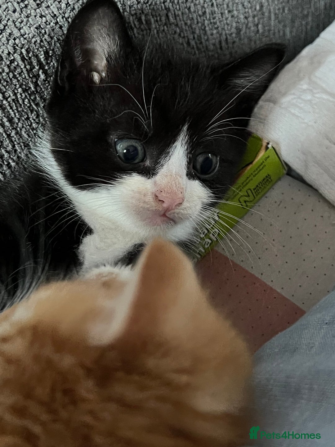 Mixed Breed cats for sale: Affectionate playful kittens - Image 4