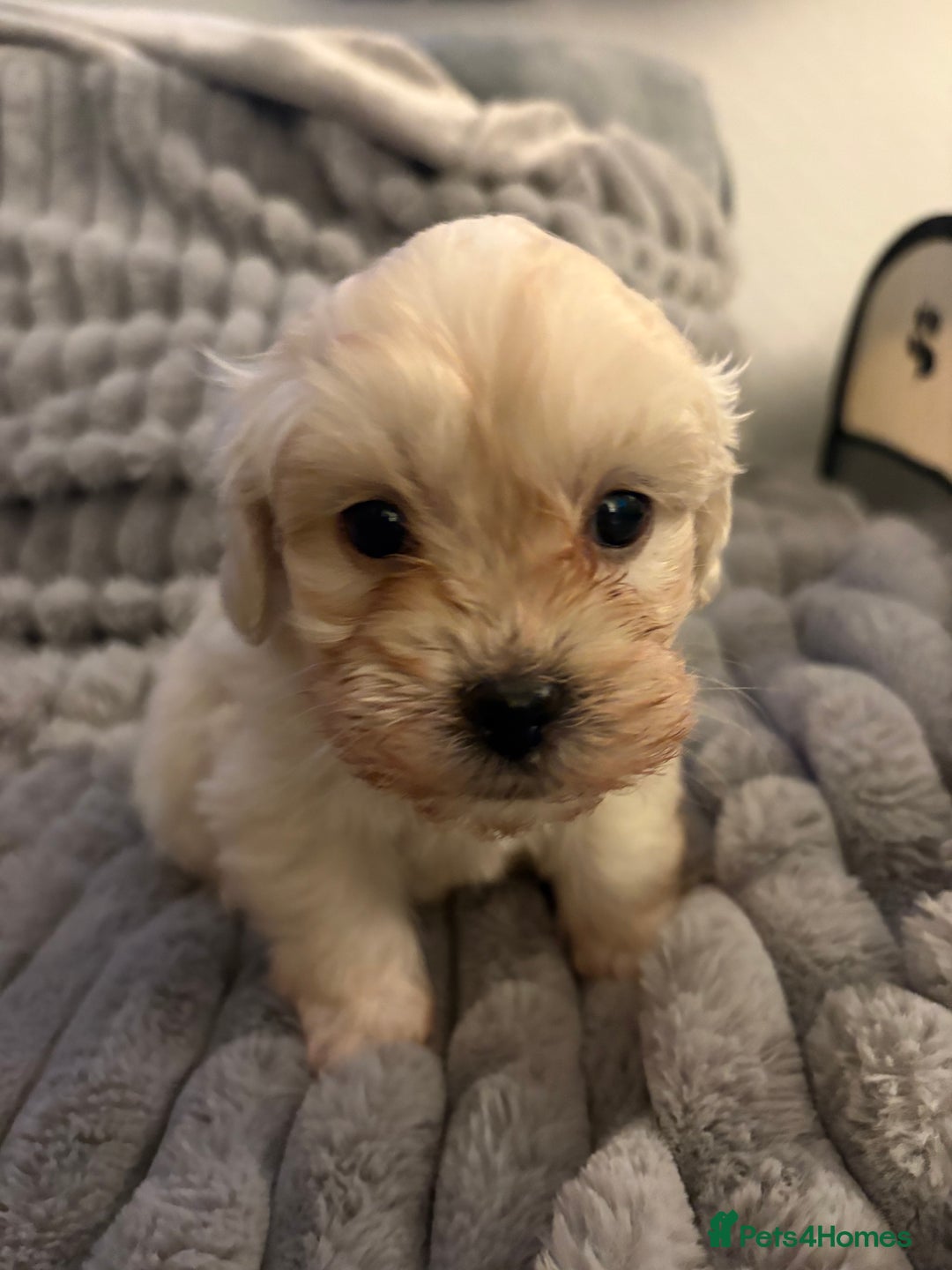 Shihpoo dogs for sale: Shihpoos for sale   - Advert 19