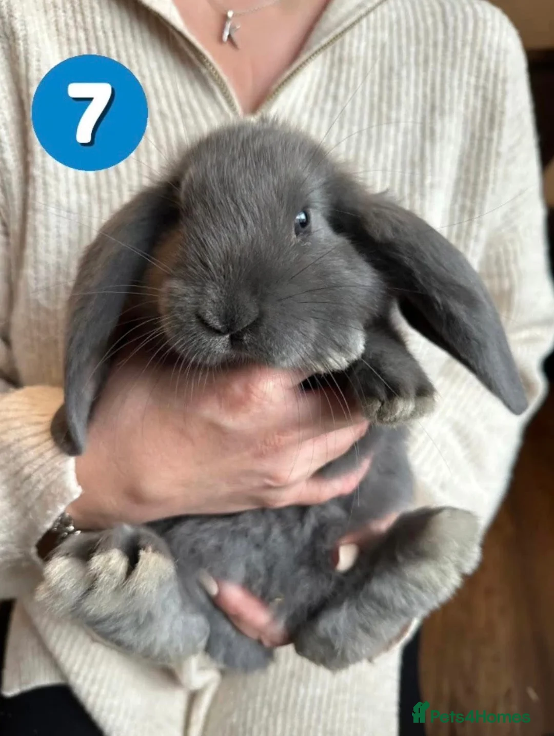 French Lop rabbits for sale: Gorgeous French Lop babies ❤️ - Advert 7