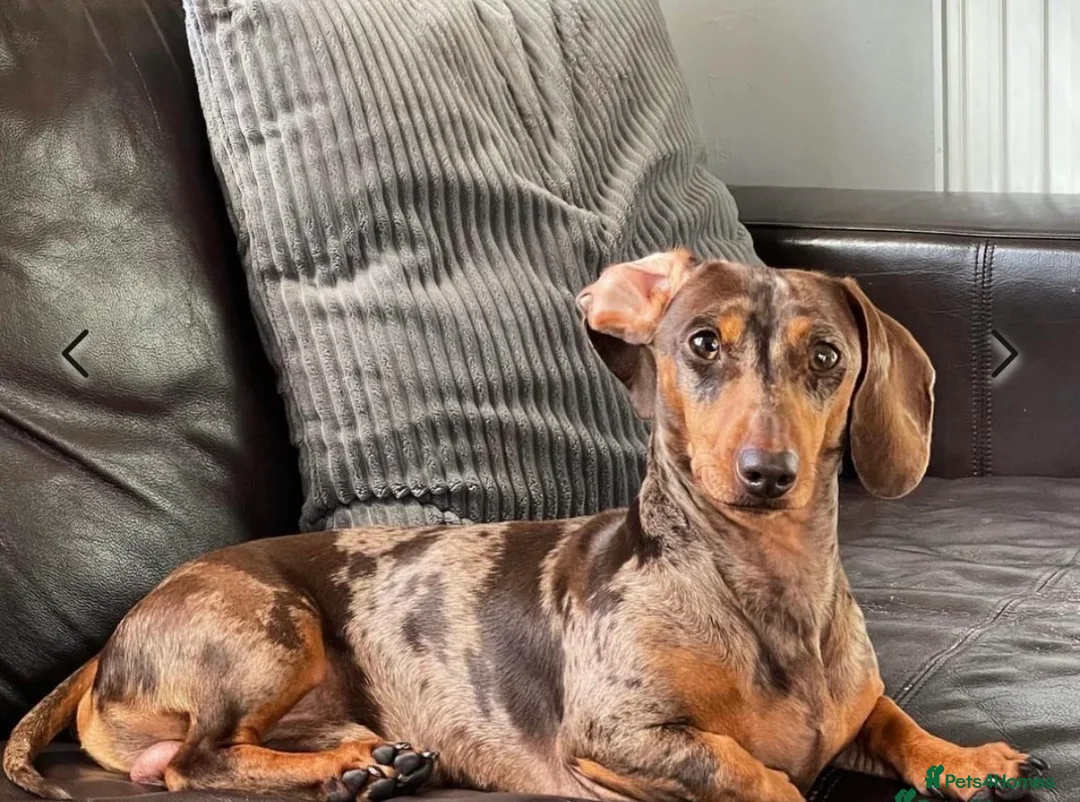 Miniature Dachshund dogs for sale: Gorgeous miniature dachshund puppies - Advert 2