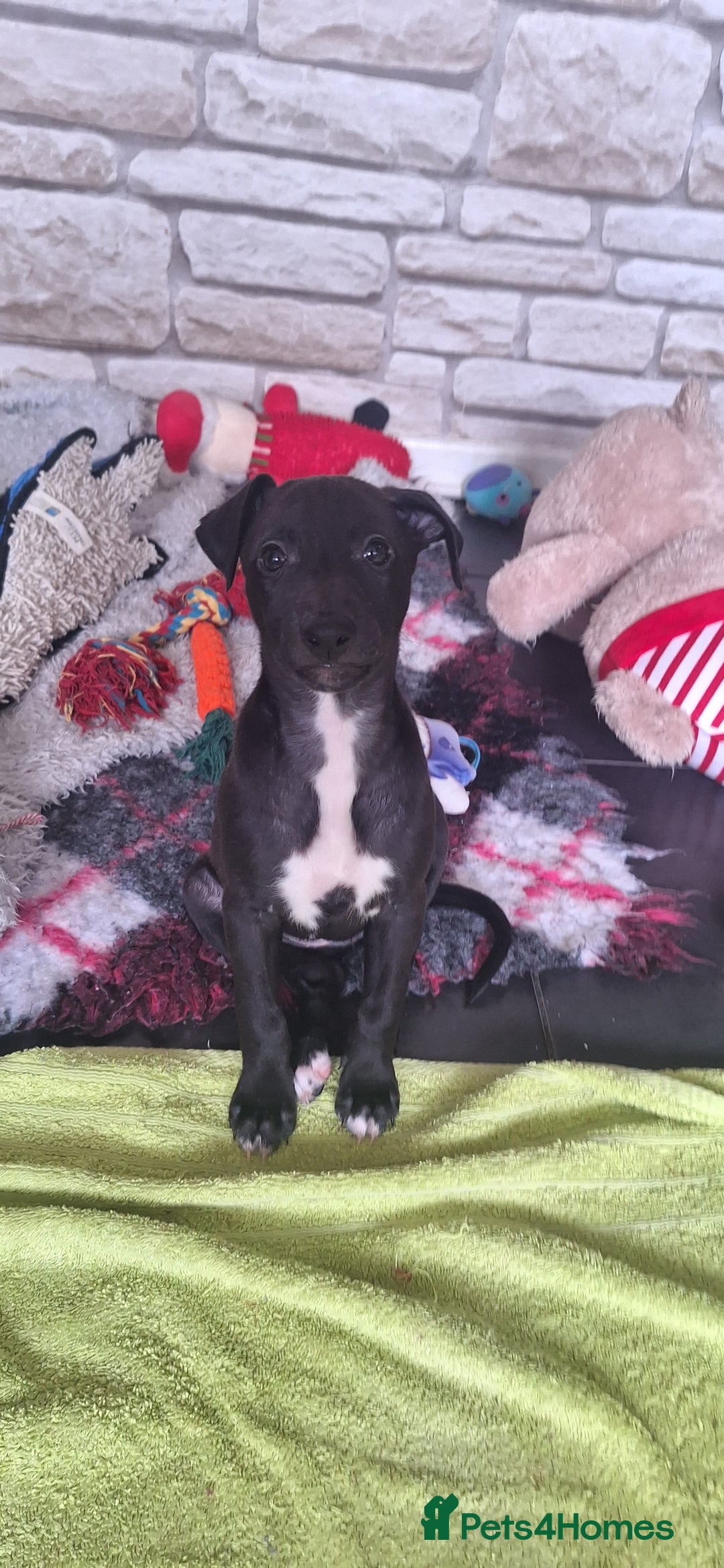 Whippet dogs for sale: 3/4 Whippet 1/4 Italian greyhound  - Image 2