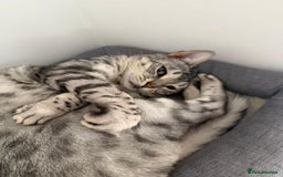 Bengal cats for sale: Rare Opportunity - Image 4