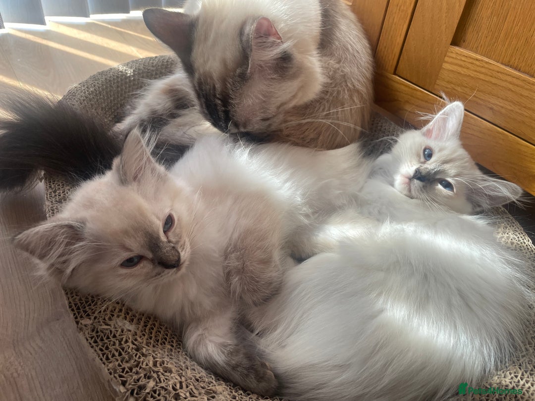 Ragdoll cats for sale: GCCF Seal Tabby Ragdoll Kittens Kent - Image 3