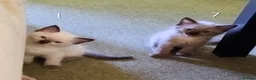 Ragdoll cats for sale: Pure bred Ragdolls need loving homes - Advert 22