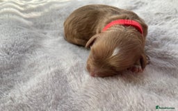 Mixed Breed dogs for sale: Cockapoo/Cavapoo Mix Puppies Available 10 Nov 25 - Image 9