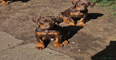 Dobermann dogs - Advert 9