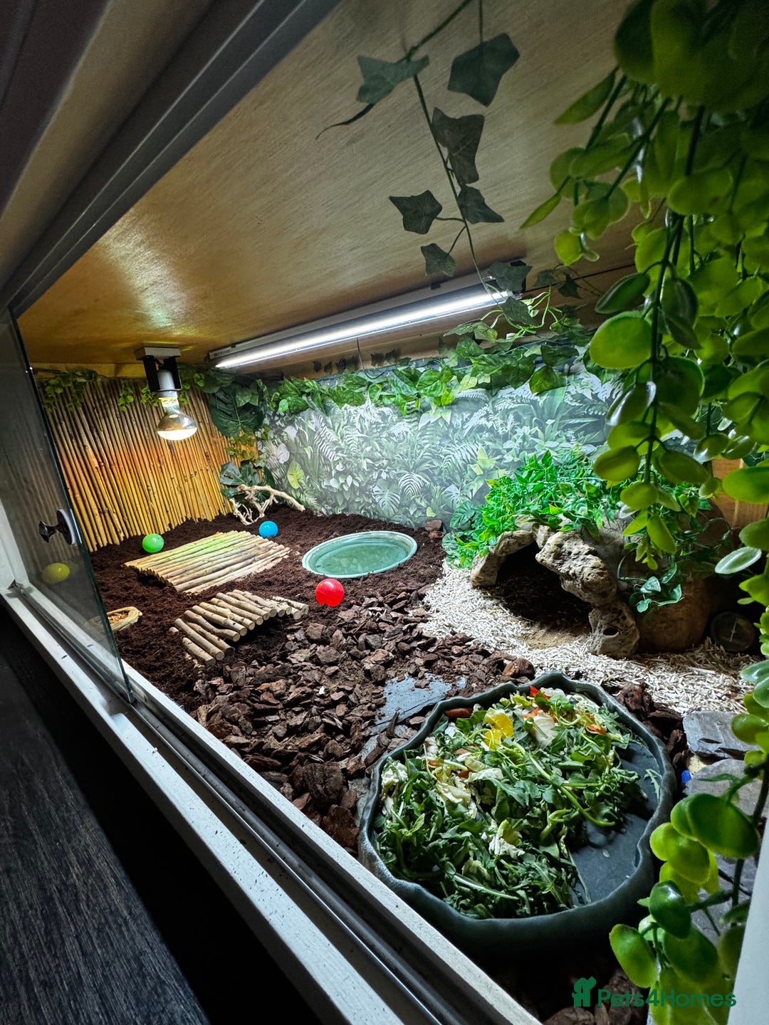 Tortoise reptiles for sale: Redfoot tortoise and enclosure all in - Advert 14