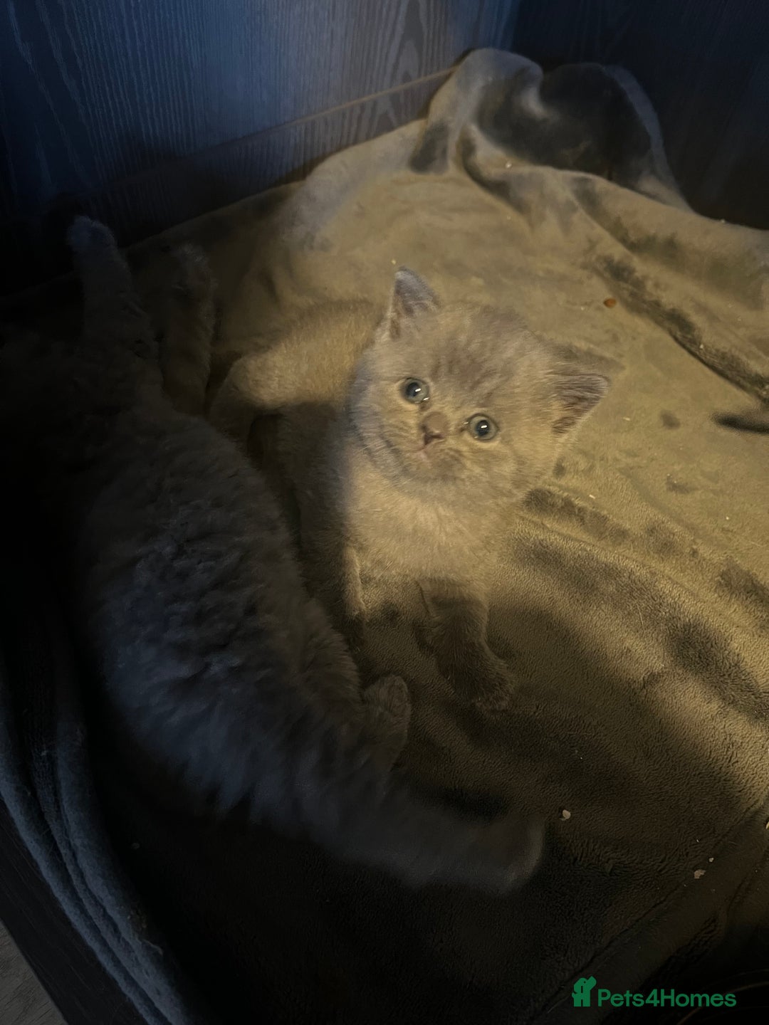 British Shorthair cats for sale: 2 beautiful girl left  - Image 2