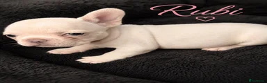 French Bulldog 3