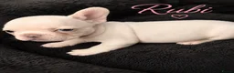 French Bulldog dogs for sale:  🐶💗💙4 PUPPY French Bulldog 🐶💖💝 in Glenrothes - Advert 8