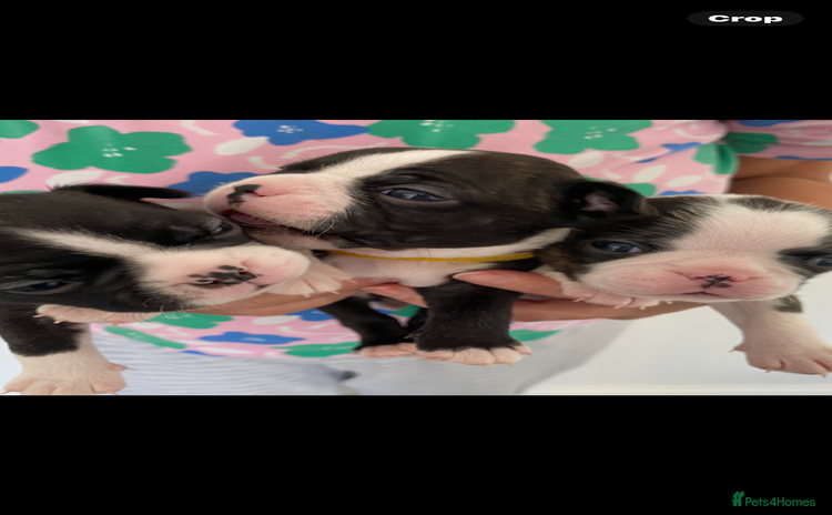 Boston Terrier dogs - Advert 8