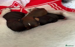 Jackapoo dogs for sale: Gorgeous Jackapoo Puppies Ready 17th November - Image 6