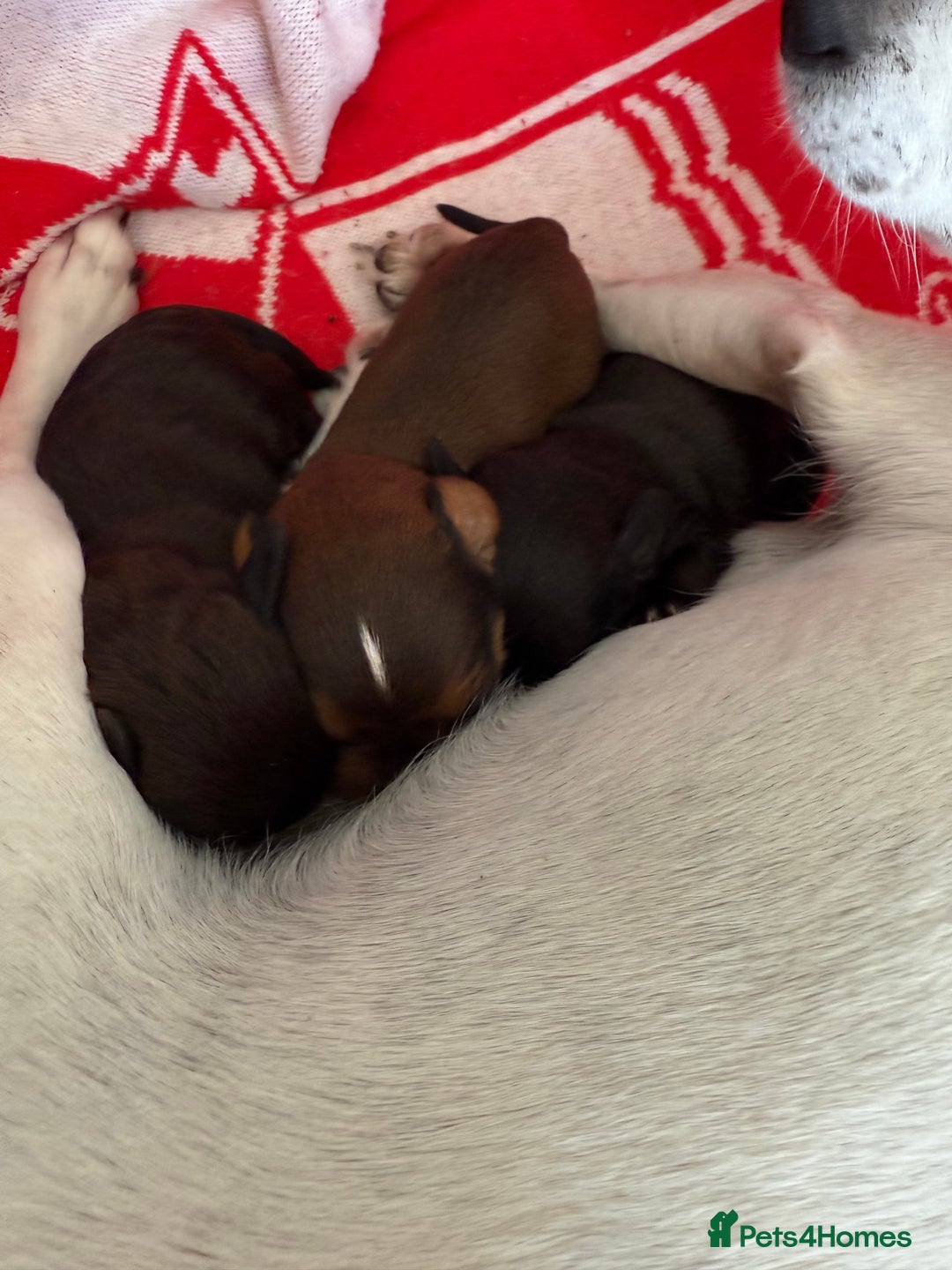 Jackapoo dogs for sale: Gorgeous Jackapoo Puppies Ready 17th November - Image 6