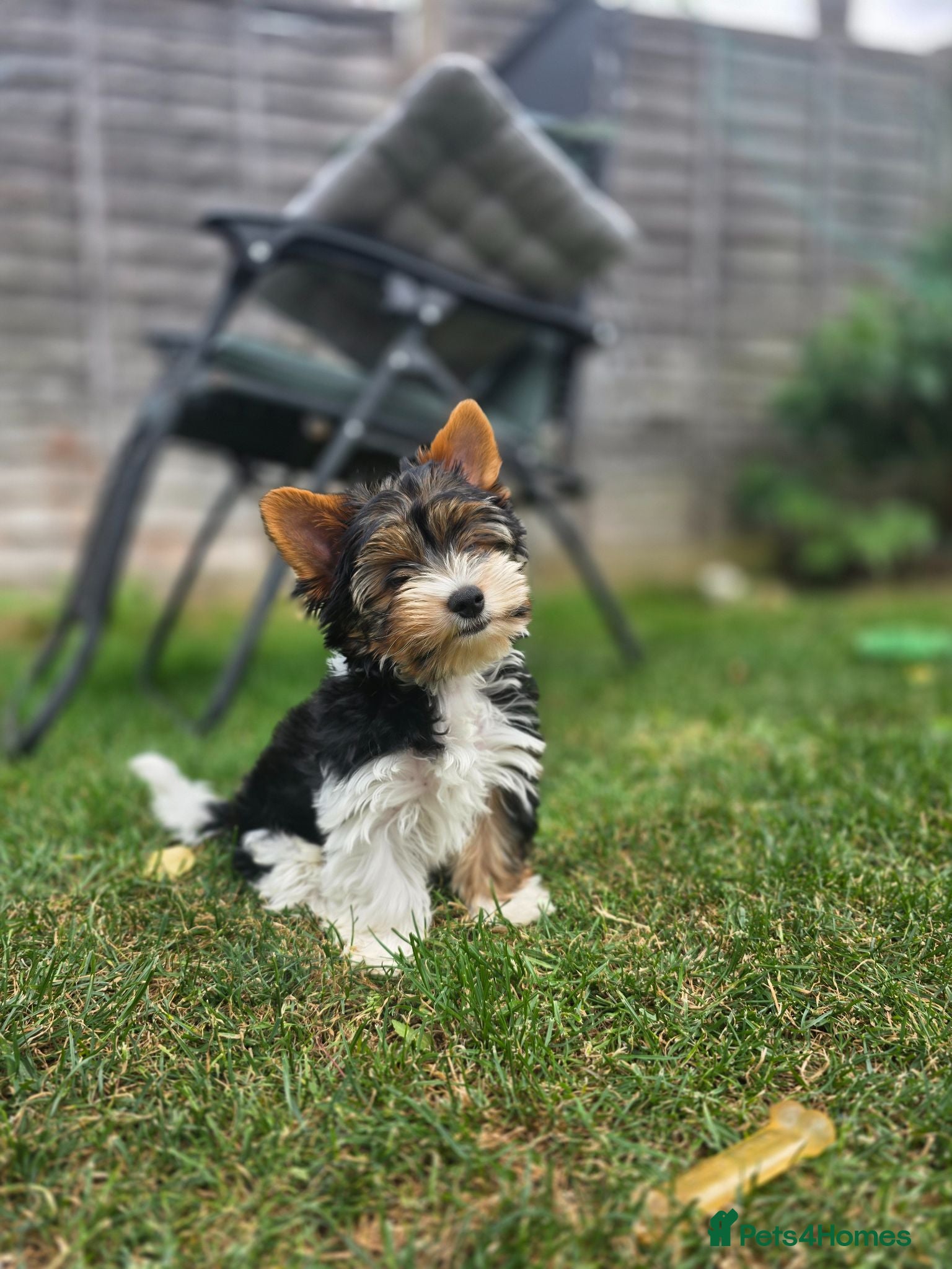 Yorkshire Terrier dogs Purebred 4 Generation Puppies - Advert 2