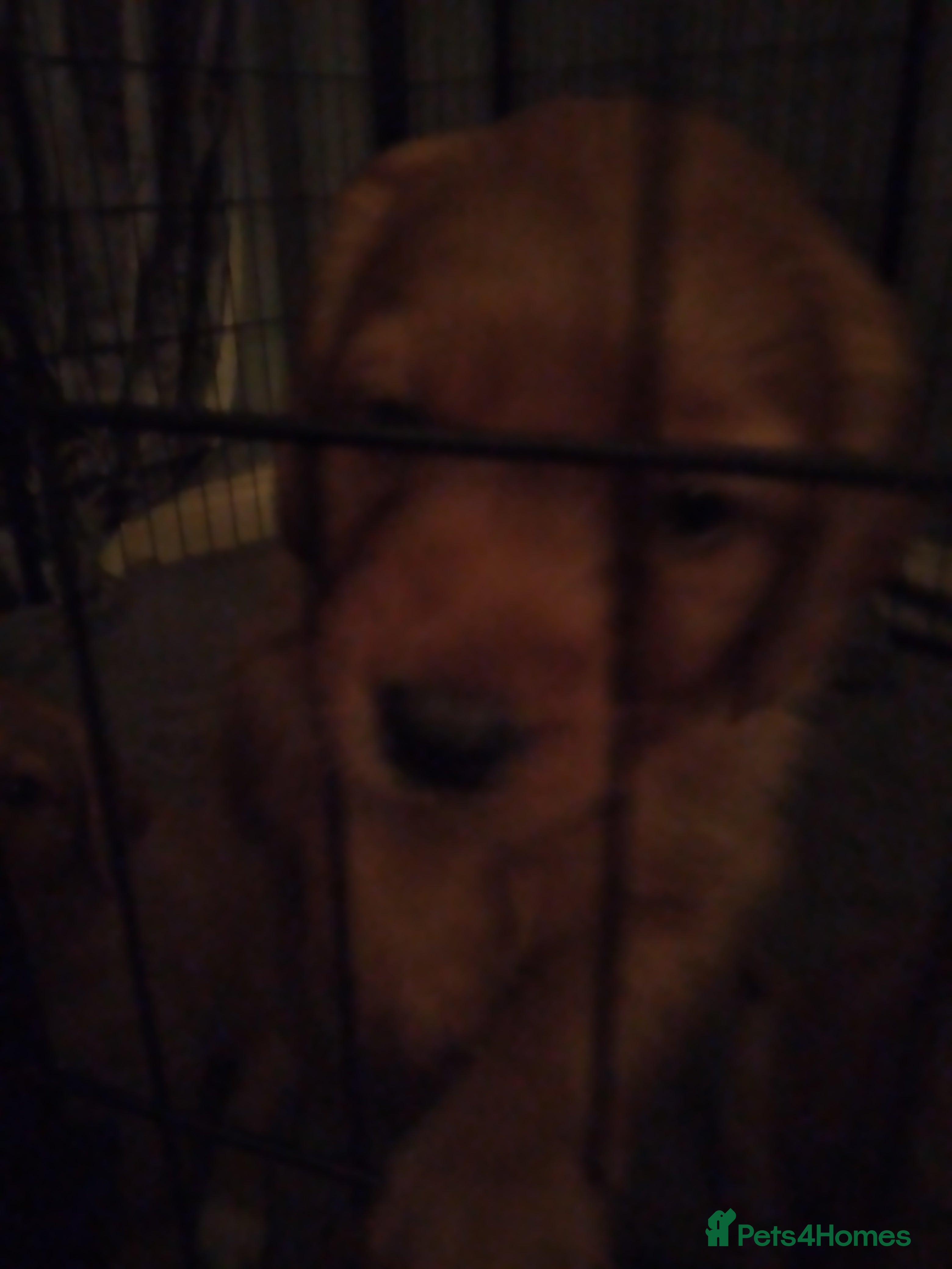 Labradoodle dogs Family Labradodles looking for a Family home 🏡  - Advert 8