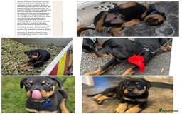 Rottweiler dogs for sale: 🏆(Kc)Champion bloodline Rottweiler puppies. - Image 39
