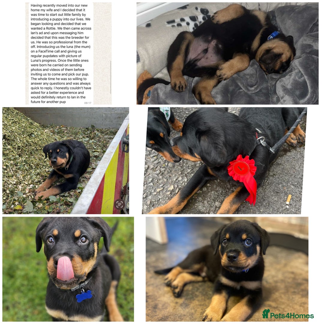 Rottweiler dogs for sale: 🏆(Kc)Champion bloodline Rottweiler puppies. - Image 39