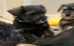 Miniature Schnauzer dogs for sale: Miniature Schnauzer Puppies-  - Image 14