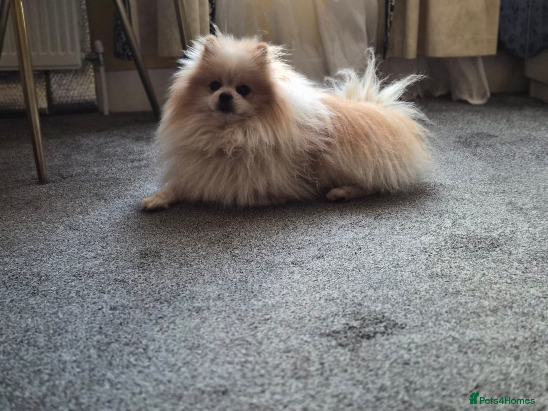 Pomeranian dogs for stud: Beautiful Parti Pom for stud - Advert 1