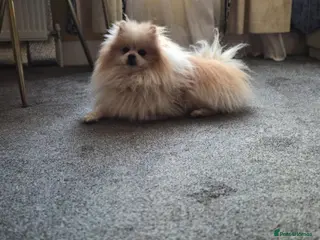 Pomeranian dogs Beautiful Parti Pom for stud - Advert 23