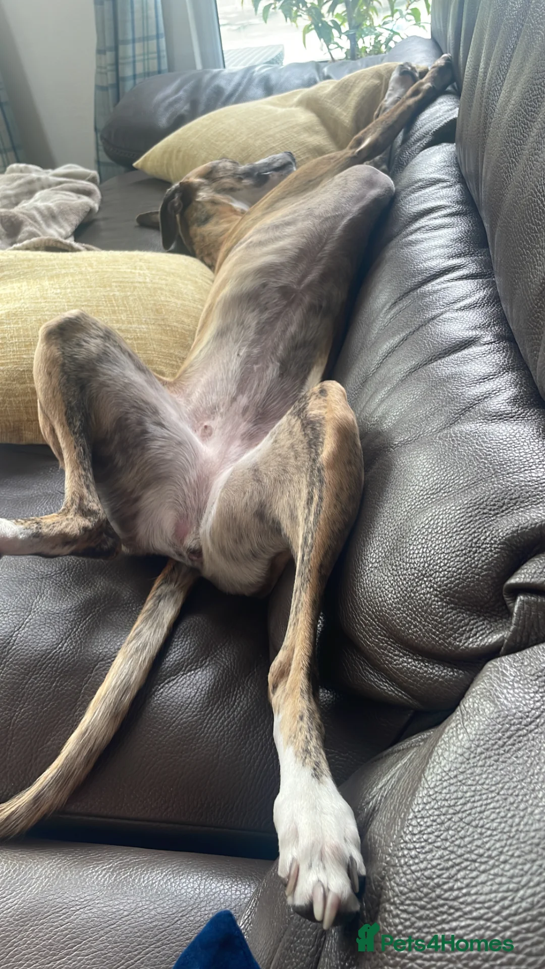 Whippet dogs for sale: Mica - 3yr old Whippet (girl) - Advert 5