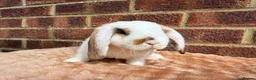 Mini Lop rabbits for sale: Two mini lop sisters available  - Advert 6
