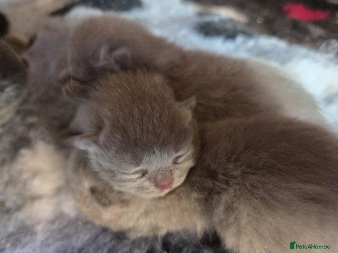 British Shorthair cats for sale: British Shorthair kittens  - Advert 2