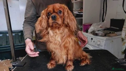 Cavalier King Charles Spaniel dogs Kc reg Ruby full clear health tests in Carlisle - Advert 2
