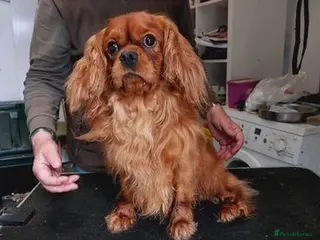 Cavalier King Charles Spaniel dogs Kc reg Ruby full clear health tests in Carlisle - Advert 3