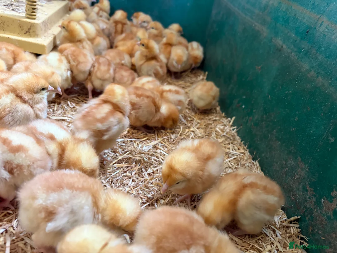 Chickens poultry for sale: Female chicks available  - Advert 3