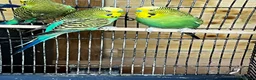 Budgerigars birds for sale: Young budgies - Advert 2