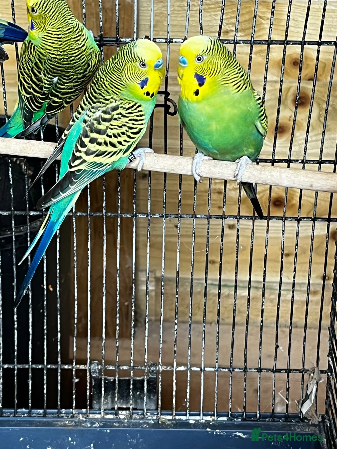 Budgerigars birds for sale: Young budgies - Advert 2