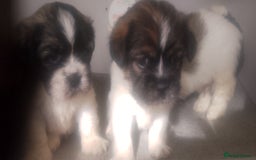 Mixed Breed dogs for sale: Lovely little shitzu cross puppies  - Image 10