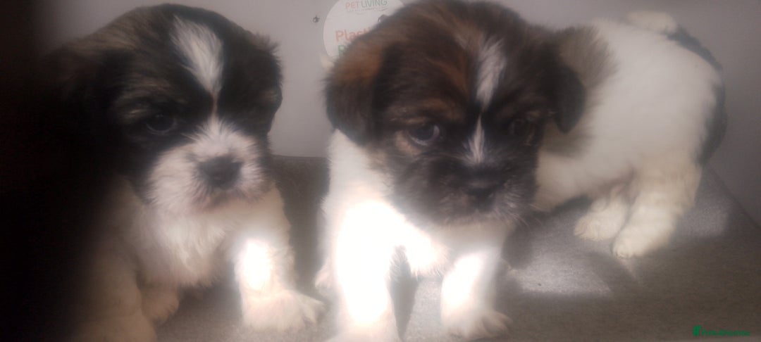 Mixed Breed dogs for sale: Lovely little shitzu cross puppies  - Image 10