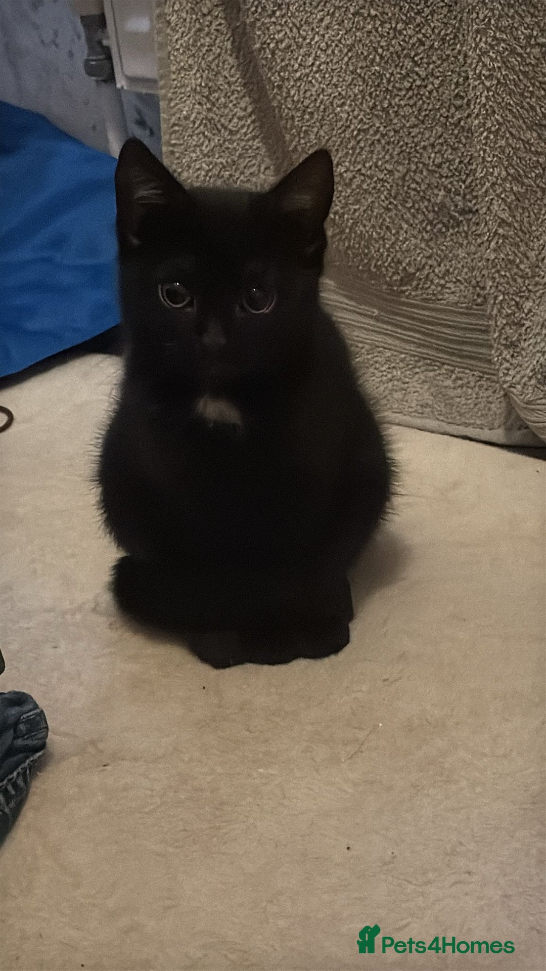 Mixed Breed cats for sale: 1 female kitten  - Advert 1