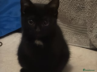 Mixed Breed cats 1 female kitten - Advert 1