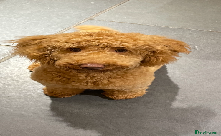 Maltipoo dogs - Advert 7