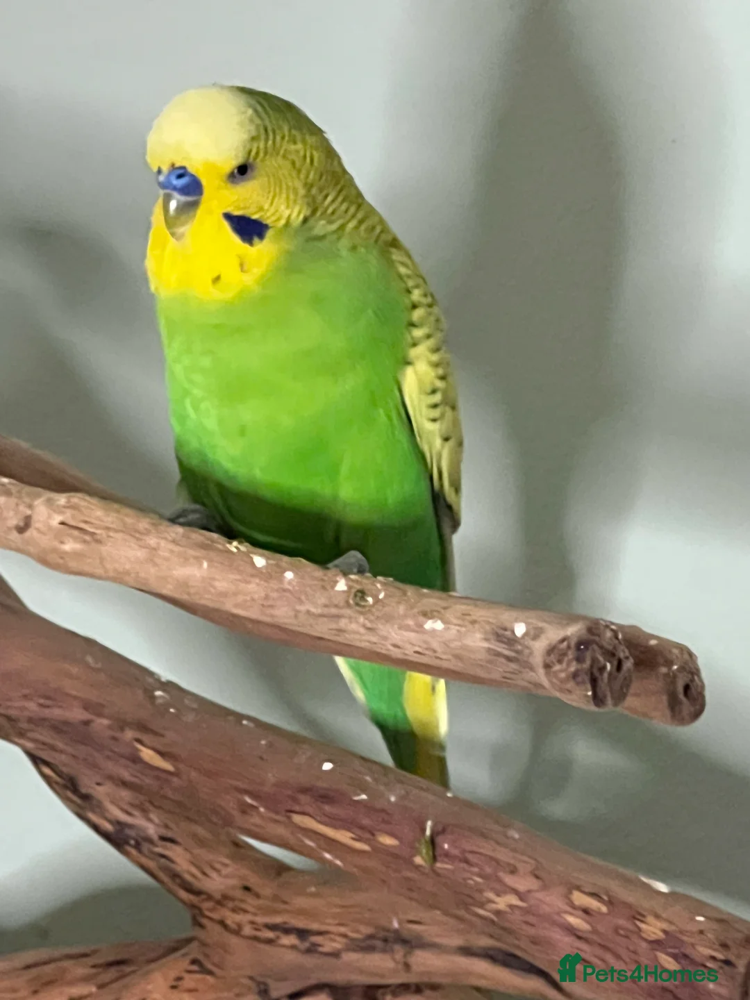 Budgerigars birds for sale: Budgies X 3, very healthy and playful,  - Advert 4