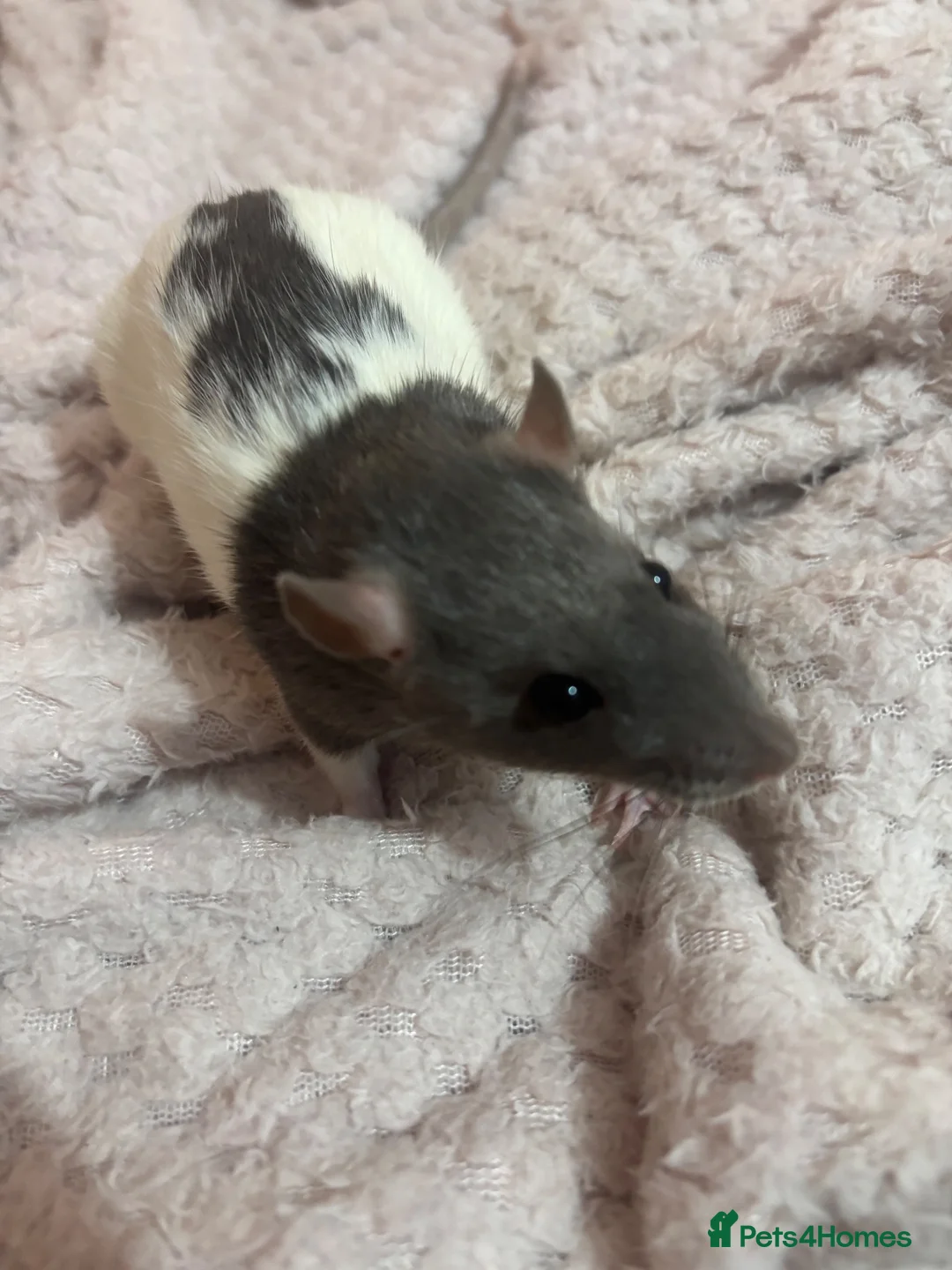 Rat rodents for sale: Two female rats for sale in Newport - Advert 1