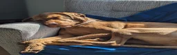 Hungarian Vizsla dogs for sale: Wirehaired Hungarian Vizsla Puppies in Larbert - Advert 3
