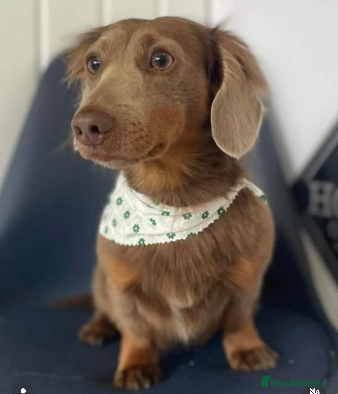Miniature Dachshund dogs for stud: KC registered fully health tested stud  in Birmingham - Advert 3