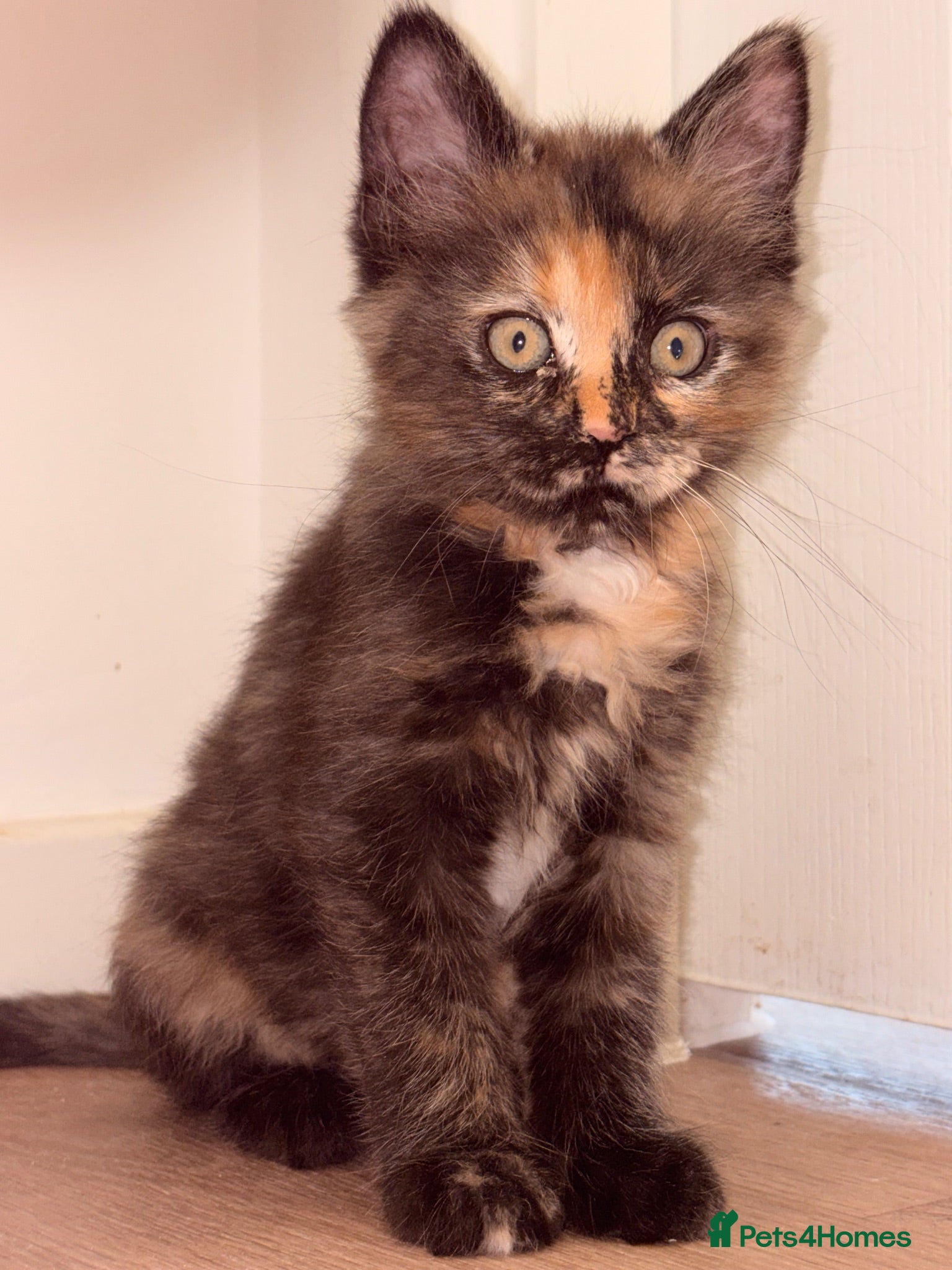 Mixed Breed cats Maine coon DAD IS XL MAINECOON registered  - Advert 18