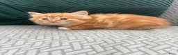 Mixed Breed cats for sale: fluffy kittens looking for their forever home  - Advert 8