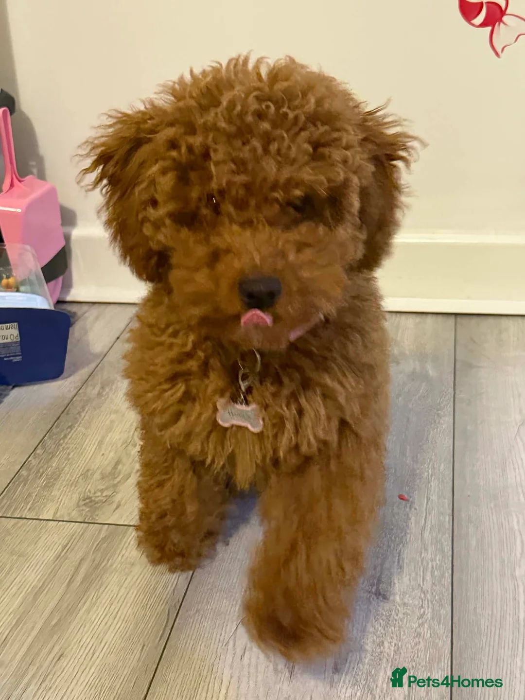 Cockapoo dogs for sale: F1b toy Cockapoo girl  - Advert 2