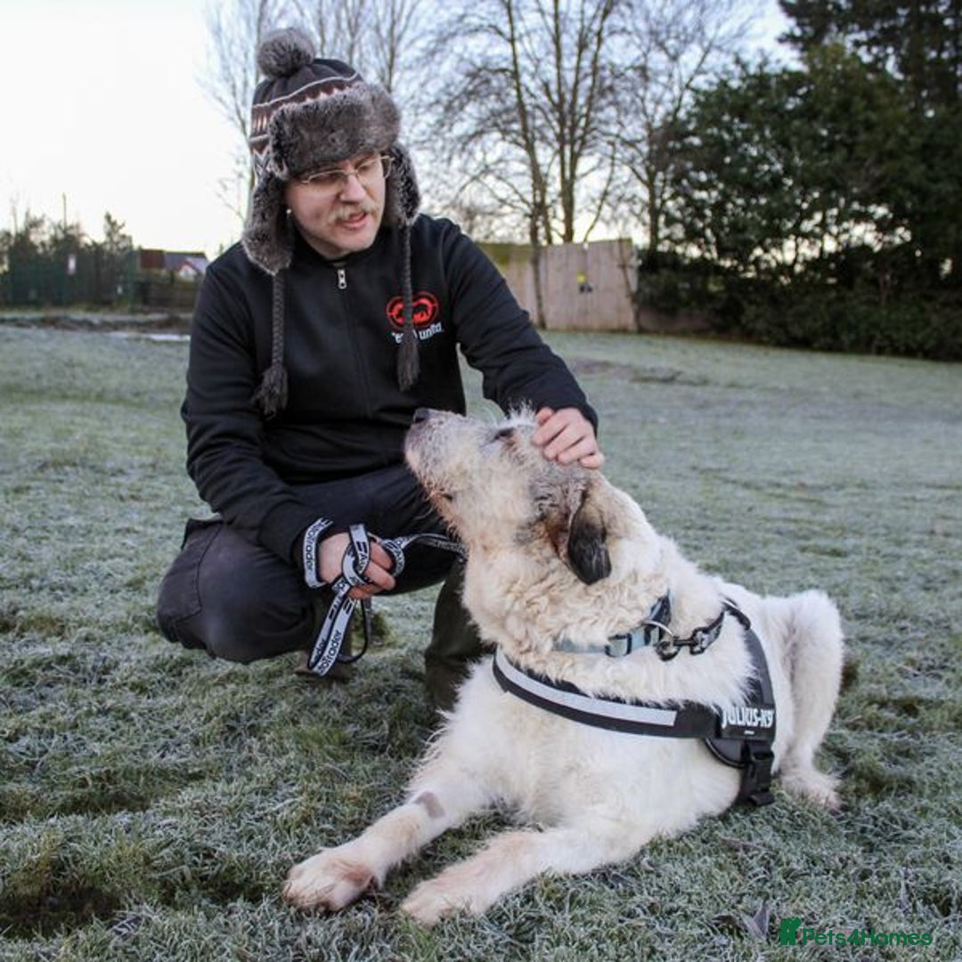 Mixed Breed dogs for adoption: Ted is 15 years young, sadly in need of a home!  - Advert 1