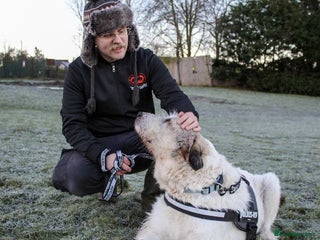 Mixed Breed dogs Ted is 15 years young, sadly in need of a home! - Advert 2