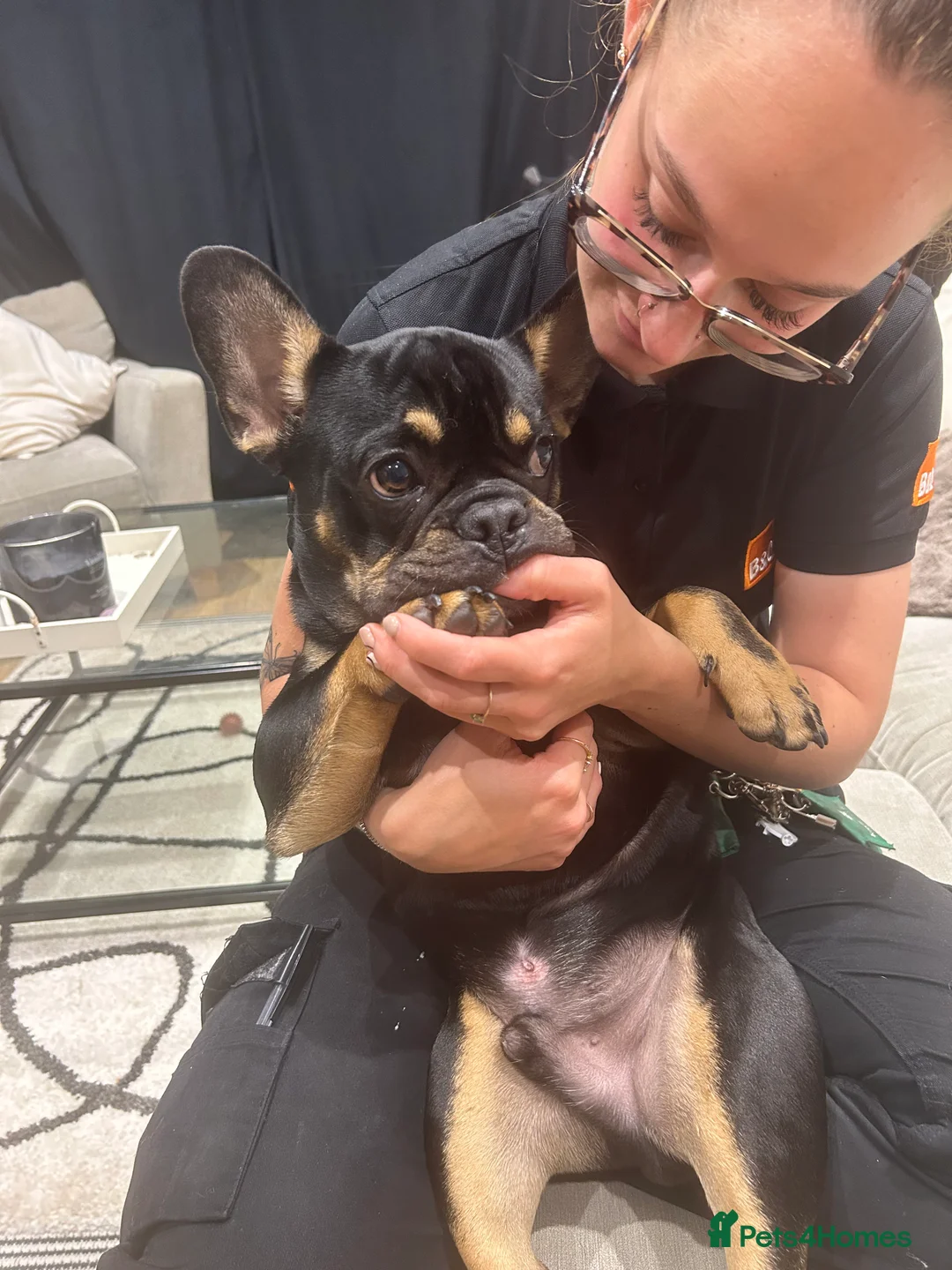 French Bulldog dogs for sale: Black and Tan French Bulldog in Aldershot - Advert 10
