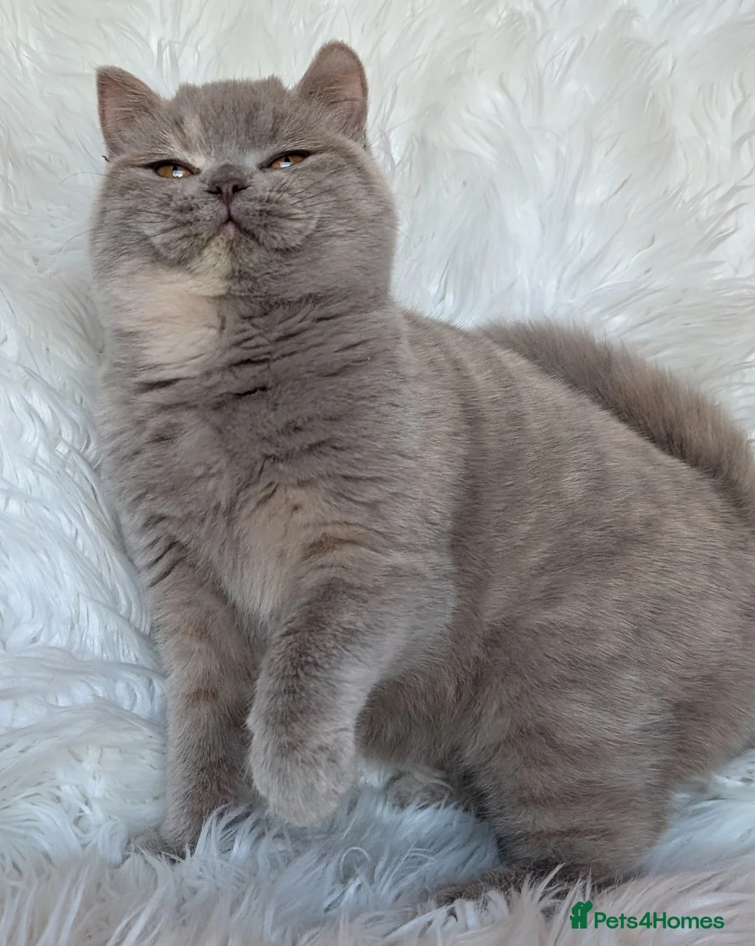 British Shorthair cats for sale: Gorgeous lilac tortie girl please read advent  - Advert 8