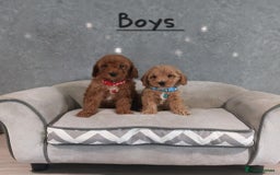 Cavachon dogs for sale: Beautiful Cavapoochon puppies 🥰 - Image 8
