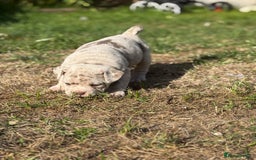Mixed Breed dogs for sale: Beautiful lilac cane Corso x bulldog pups  - Image 8